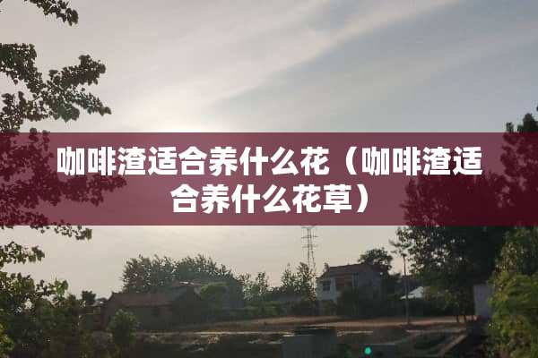 咖啡渣适合养什么花（咖啡渣适合养什么花草）