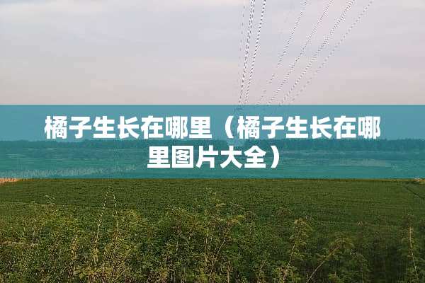 橘子生长在哪里（橘子生长在哪里图片大全）
