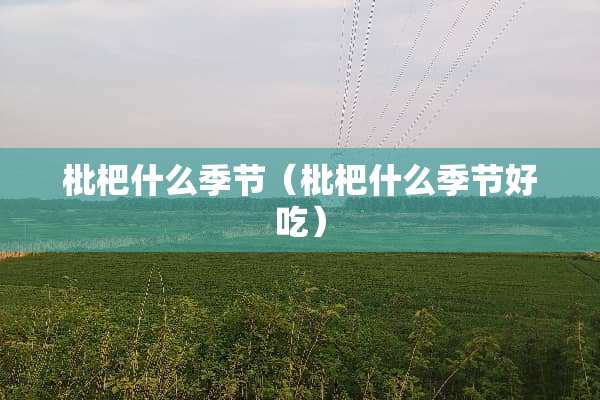 枇杷什么季节（枇杷什么季节好吃）