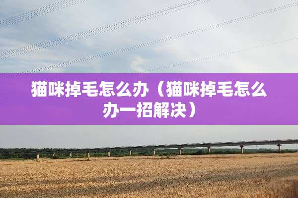 猫咪掉毛怎么办（猫咪掉毛怎么办一招解决）