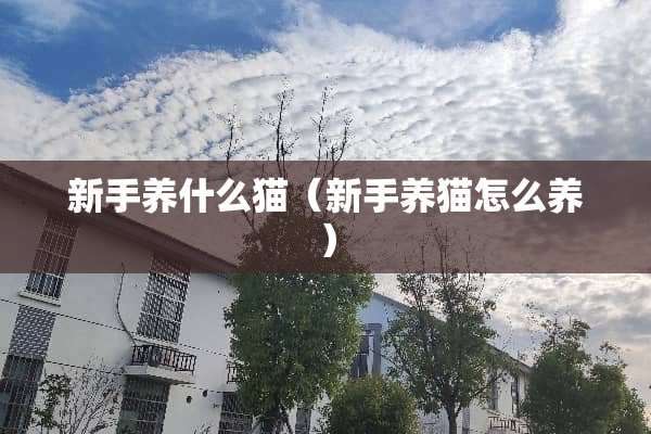 新手养什么猫（新手养猫怎么养）