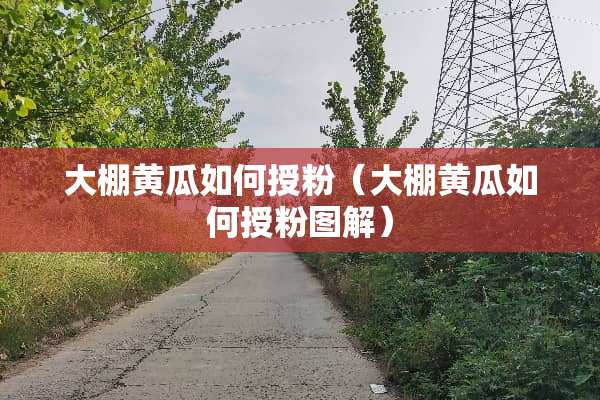 大棚黄瓜如何授粉（大棚黄瓜如何授粉图解）