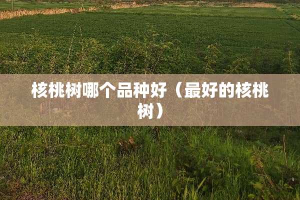 核桃树哪个品种好（最好的核桃树）