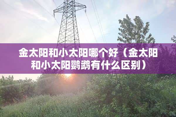 金太阳和小太阳哪个好（金太阳和小太阳鹦鹉有什么区别）