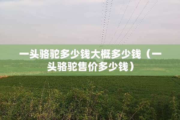 一头骆驼多少钱大概多少钱（一头骆驼售价多少钱）