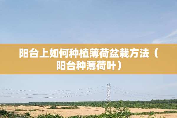 阳台上如何种植薄荷盆栽方法（阳台种薄荷叶）
