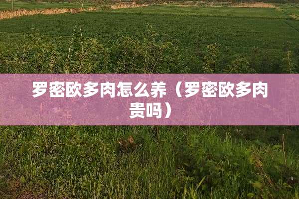 罗密欧多肉怎么养（罗密欧多肉贵吗）