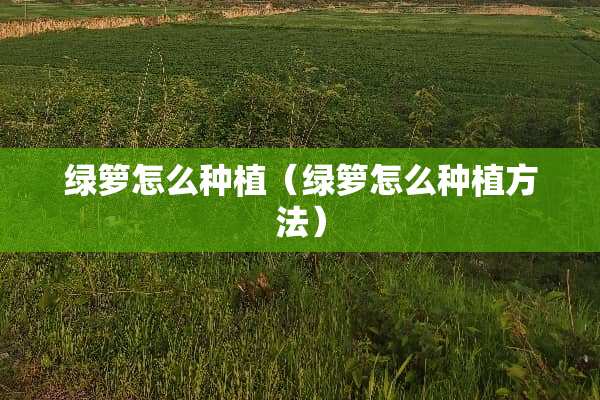 绿箩怎么种植（绿箩怎么种植方法）