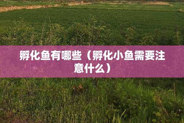 孵化鱼有哪些（孵化小鱼需要注意什么）