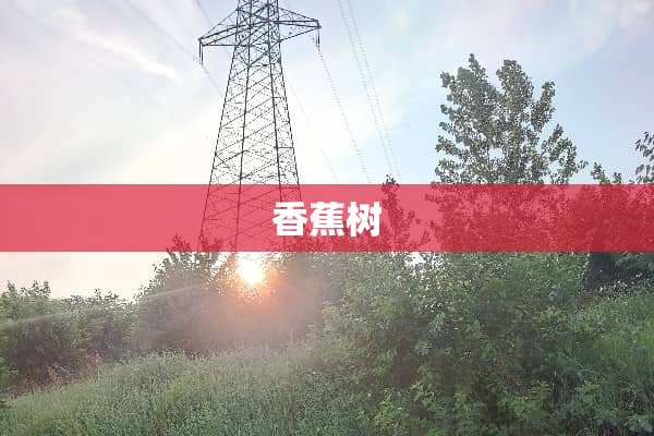 香蕉树