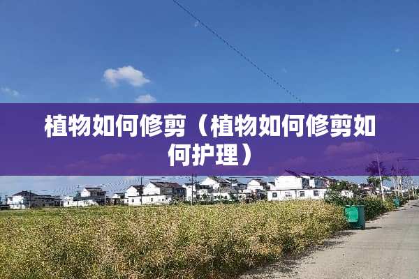 植物如何修剪（植物如何修剪如何护理）