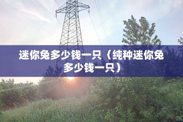 迷你兔多少钱一只（纯种迷你兔多少钱一只）