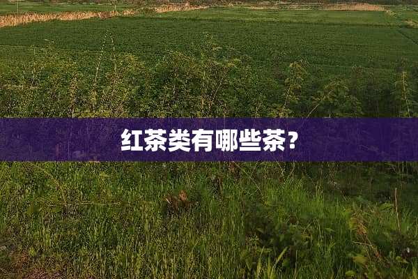 红茶类有哪些茶？
