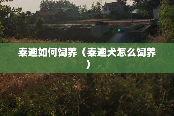 泰迪如何饲养（泰迪犬怎么饲养）