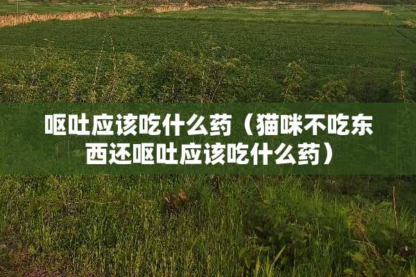 呕吐应该吃什么药（猫咪不吃东西还呕吐应该吃什么药）