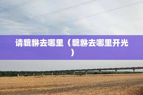 请貔貅去哪里（貔貅去哪里开光）