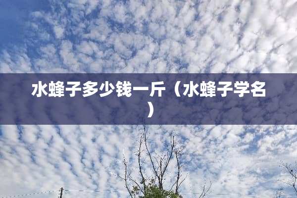水蜂子多少钱一斤（水蜂子学名）