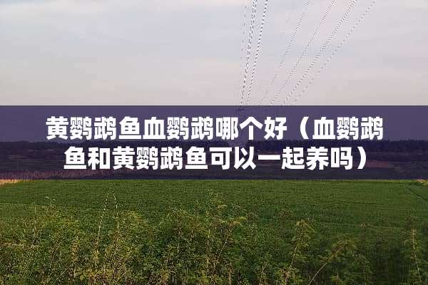 黄鹦鹉鱼血鹦鹉哪个好（血鹦鹉鱼和黄鹦鹉鱼可以一起养吗）
