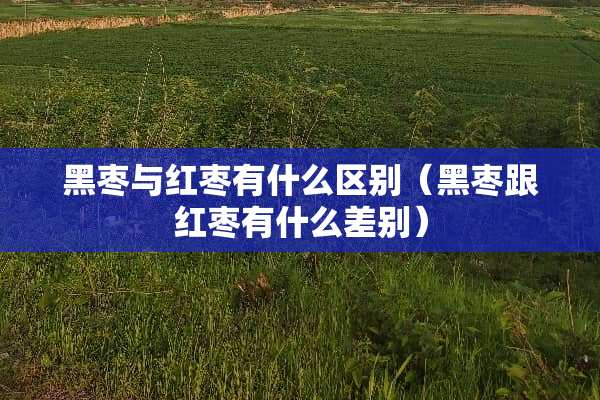 黑枣与红枣有什么区别（黑枣跟红枣有什么差别）