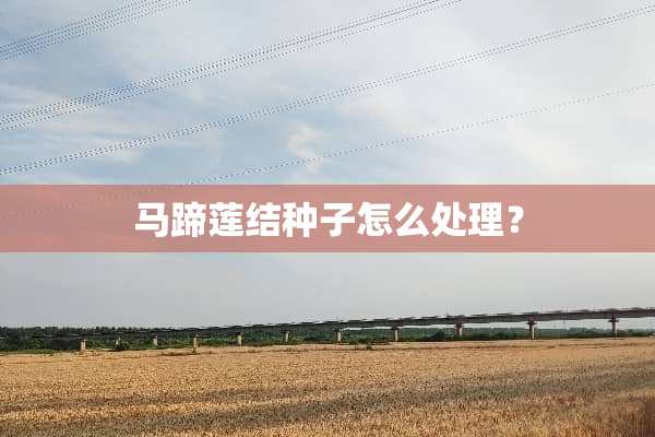 马蹄莲结种子怎么处理？