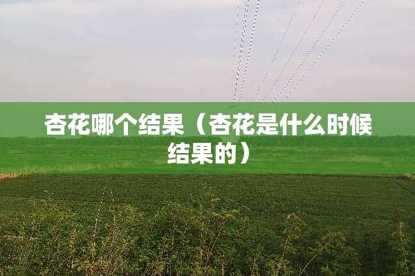 杏花哪个结果（杏花是什么时候结果的）