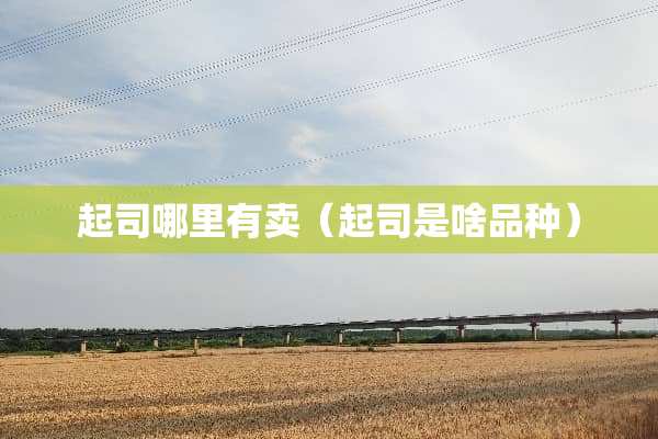 起司哪里有卖（起司是啥品种）