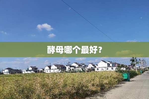 酵母哪个最好？