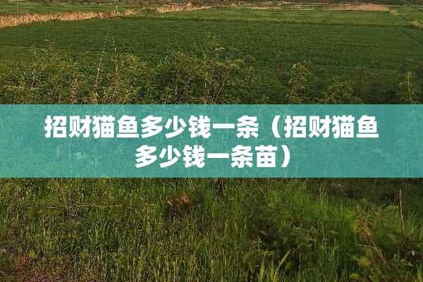 招财猫鱼多少钱一条（招财猫鱼多少钱一条苗）