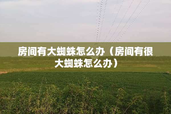 房间有大蜘蛛怎么办（房间有很大蜘蛛怎么办）