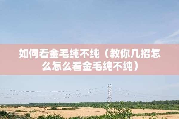 如何看金毛纯不纯（教你几招怎么怎么看金毛纯不纯）