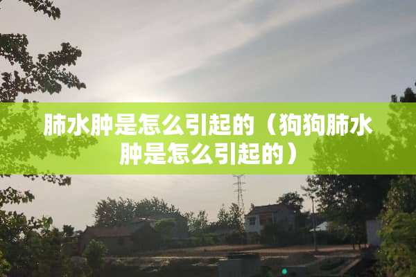 肺水肿是怎么引起的（狗狗肺水肿是怎么引起的）