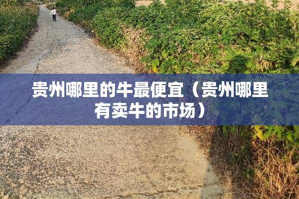 贵州哪里的牛最便宜（贵州哪里有卖牛的市场）