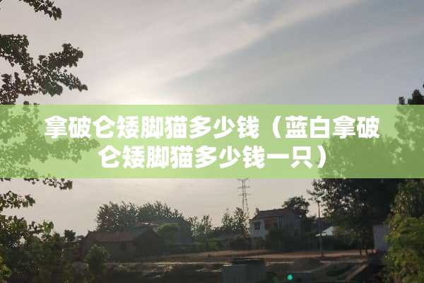 拿破仑矮脚猫多少钱（蓝白拿破仑矮脚猫多少钱一只）