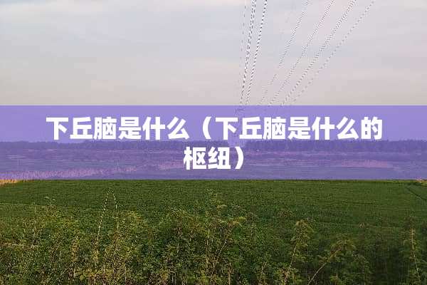 下丘脑是什么（下丘脑是什么的枢纽）
