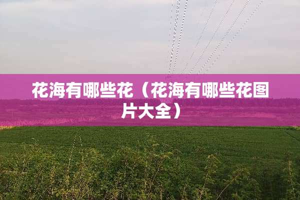 花海有哪些花（花海有哪些花图片大全）