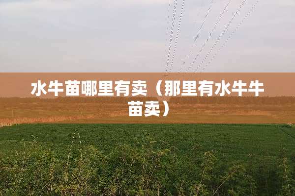 水牛苗哪里有卖（那里有水牛牛苗卖）