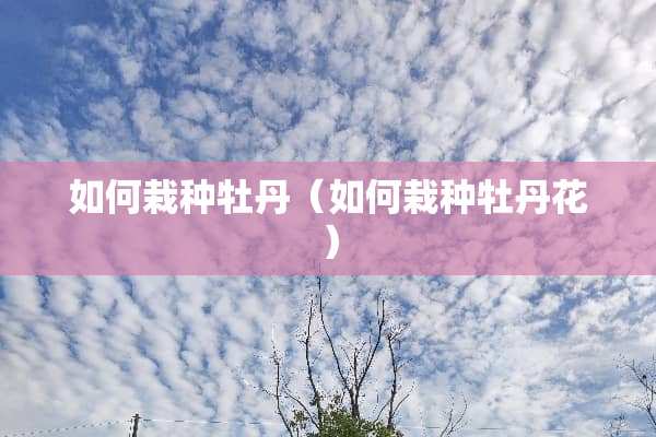 如何栽种牡丹（如何栽种牡丹花）