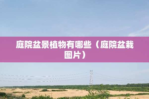 庭院盆景植物有哪些（庭院盆栽图片）
