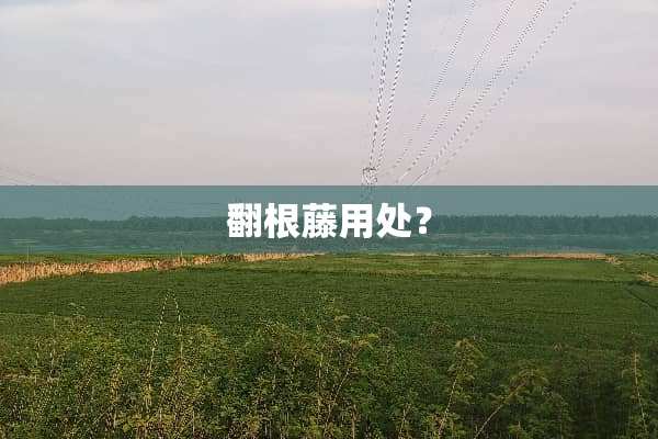 翻根藤用处？