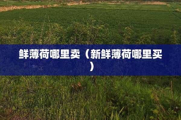 鲜薄荷哪里卖（新鲜薄荷哪里买）