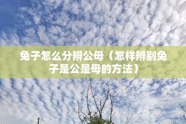 兔子怎么分辨公母（怎样辨别兔子是公是母的方法）