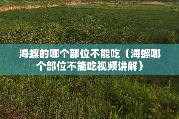 海螺的哪个部位不能吃（海螺哪个部位不能吃视频讲解）