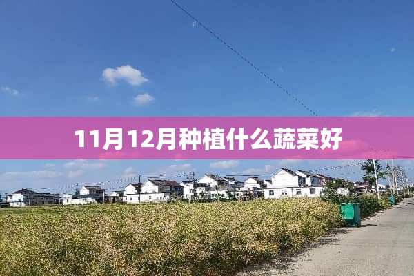 11月12月种植什么蔬菜好