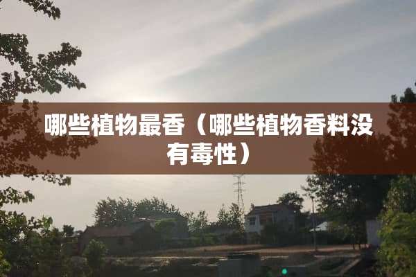 哪些植物最香（哪些植物香料没有毒性）