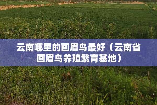 云南哪里的画眉鸟最好（云南省画眉鸟养殖繁育基地）