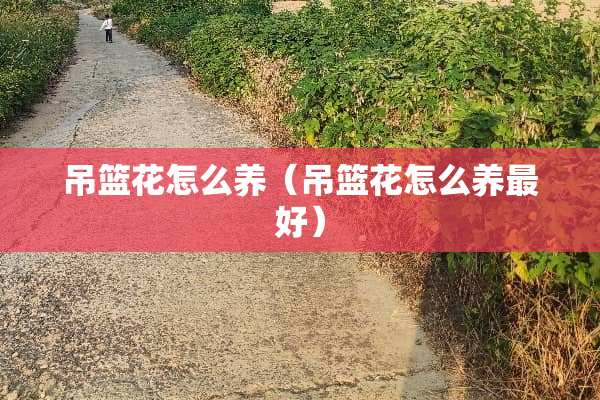 吊篮花怎么养（吊篮花怎么养最好）