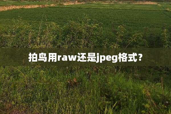 拍鸟用raw还是jpeg格式？