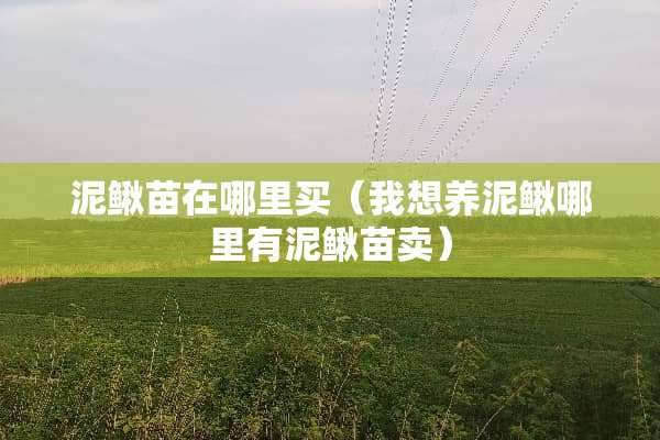 泥鳅苗在哪里买（我想养泥鳅哪里有泥鳅苗卖）