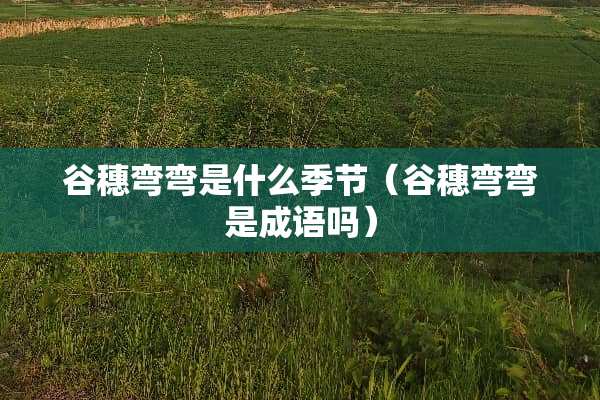 谷穗弯弯是什么季节（谷穗弯弯是成语吗）