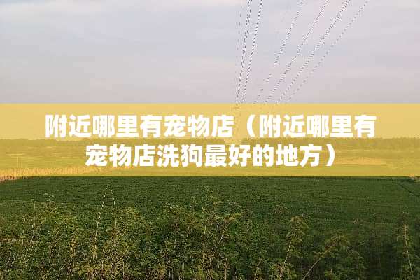 附近哪里有宠物店（附近哪里有宠物店洗狗最好的地方）